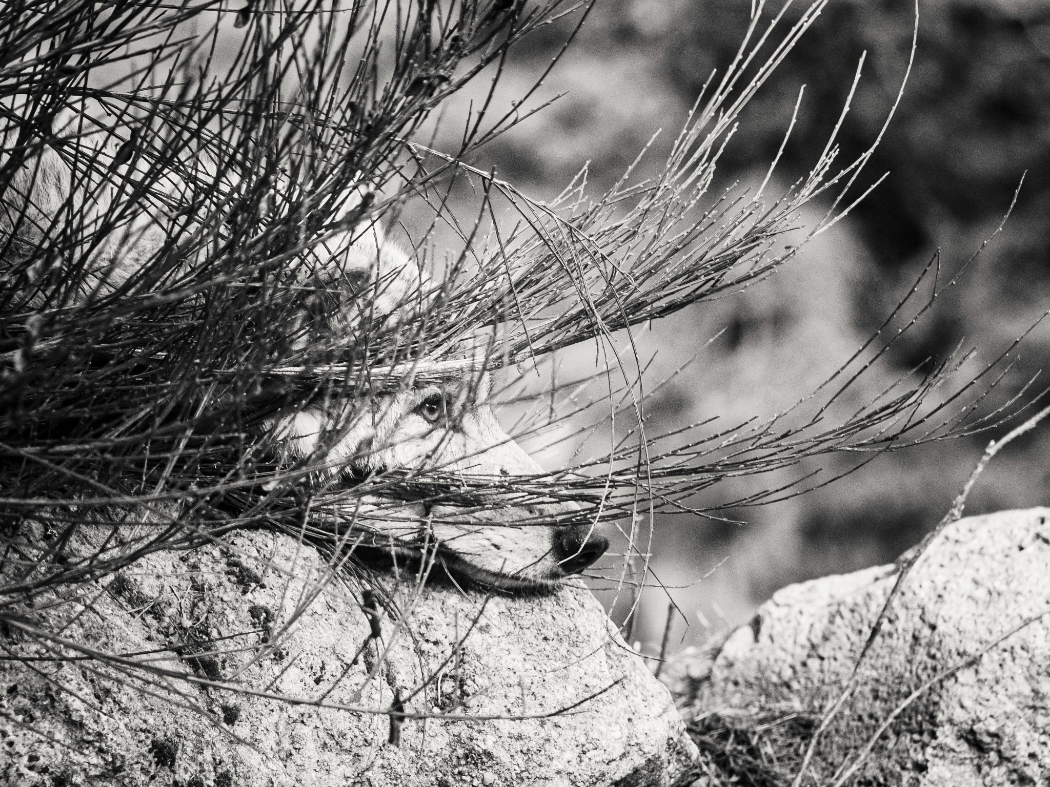  DSF9266 Export au format JPG 2